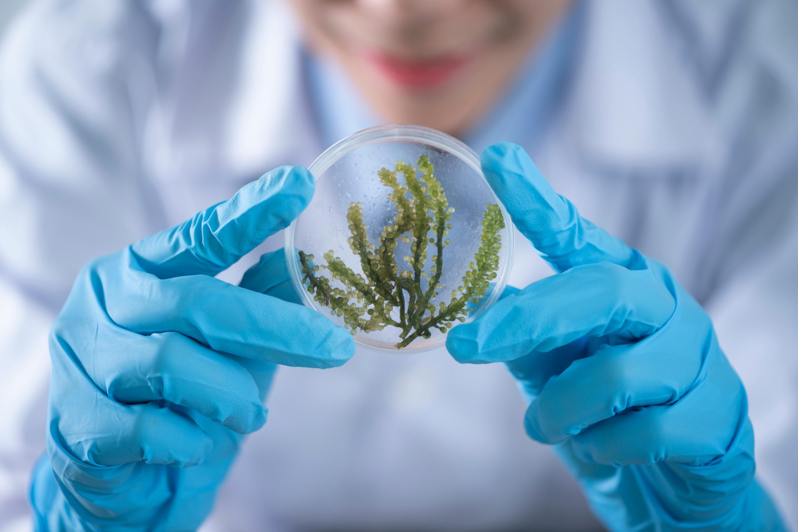 Doctor holding a petri dish with a plant inside