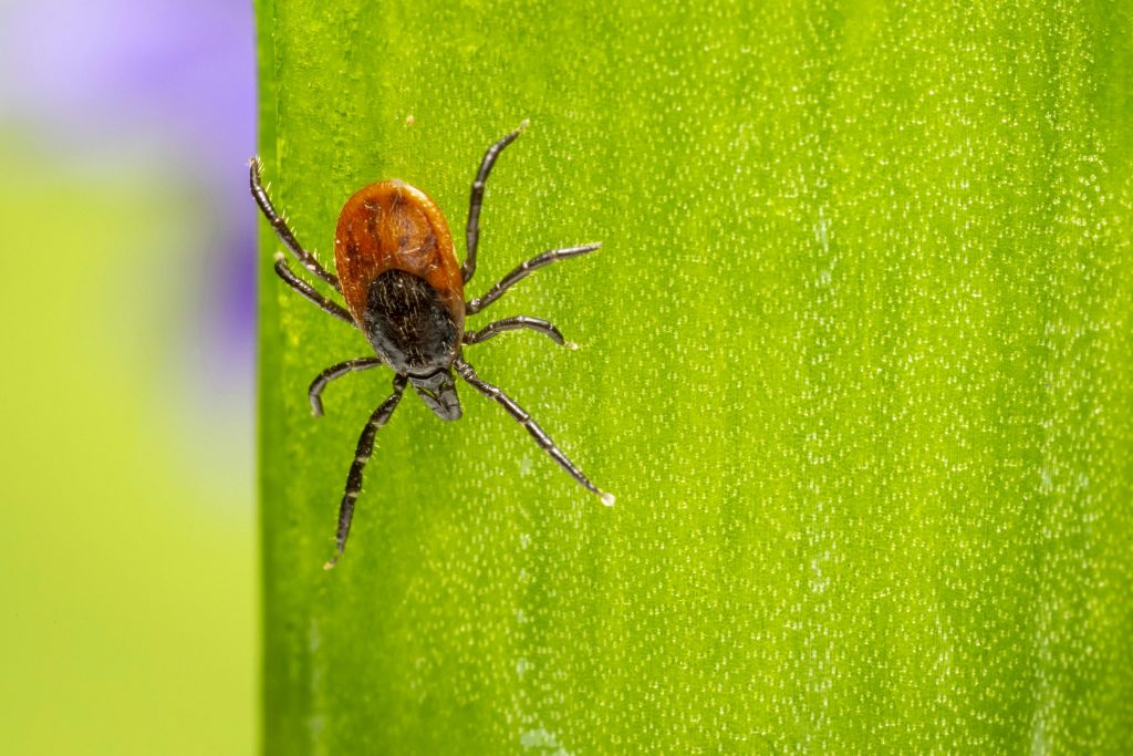 Tick crawling on a plant