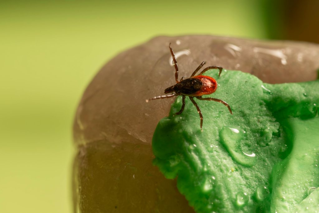 A tick crawling on a leaf