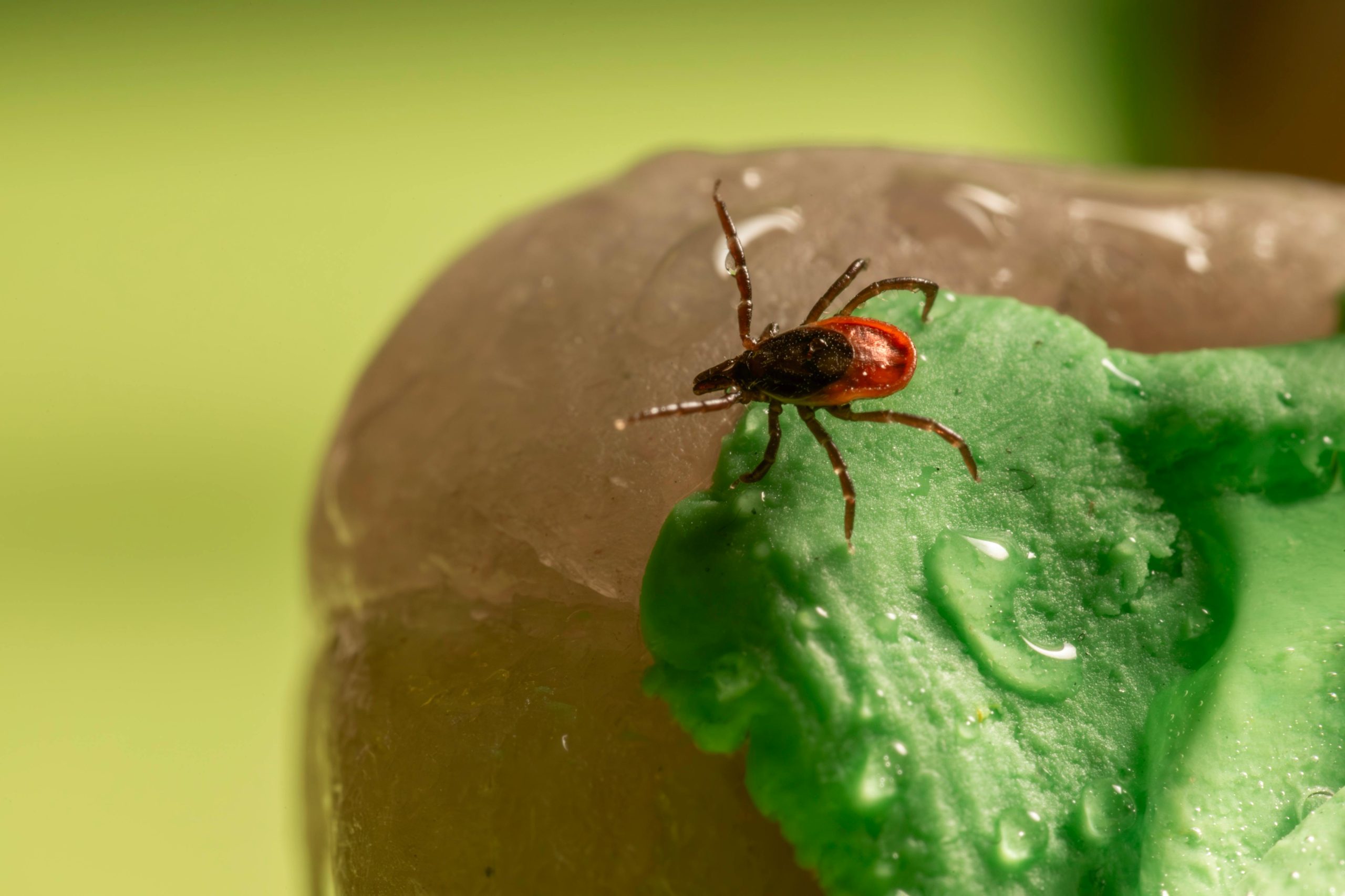 A tick crawling on a leaf